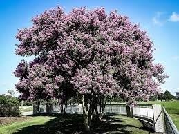 Crape Myrtle Muskogee | Extra Large 3 Gallon Plants | Lagerstroemia Indica | Beautiful Low Maintenance Lavender Blooming Tree