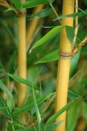 Golden Goddess Hedge Bamboo Plant | Live Plants | Bambusa Multiplex