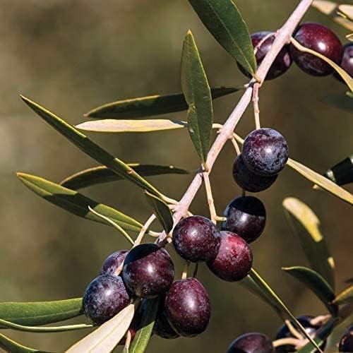 Arbequina Olive Tree | Live 4 Inch Pots | Grow Your Own Olives Indoors