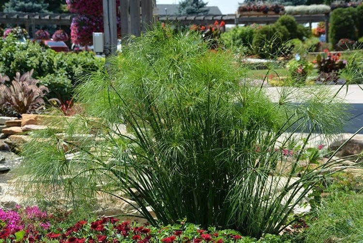 Giant Egyptian Papyrus | Live Plants | Cyperus Large Shade & Wet Tolerant Aquatic Foliage (40 Plants)