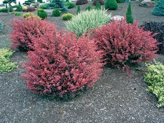 Barberry Rosy Glow | Live Plants | Vibrant Dual-Toned Foliage, Ideal for Landscaping & Hedging, Hardy & Drought-Tolerant, Live Decorative Shrub Plant (10 Plants)