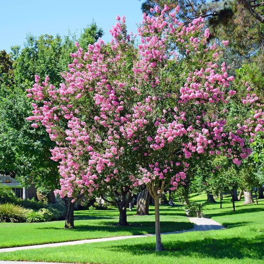 Crape Myrtle Muskogee | Extra Large 3 Gallon Plants | Lagerstroemia Indica | Beautiful Low Maintenance Lavender Blooming Tree