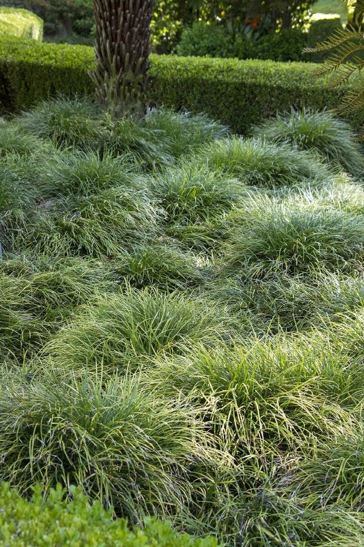 Mondo Grass I Large Gallon Size Plants I Ophiopogon Japonicus I Live Dense, Evergreen Ground Cover Plant, Ideal for Edging, Borders, and Ornamental Landscaping, Easy to Care (1 Plant)