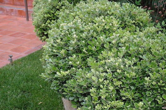 Pittosporum Compact Green I Large Gallon Size Plants I Pittosporum Tobira I Live Evergreen Shrub for Year-Round Foliage, Ideal for Hedges, Borders, and Decorative Planting (1 Plant)