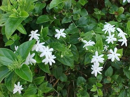 Downy Jasmine I Large Gallon Size Plants I Jasminum Multiflorum I Live White Pinwheel Flowers and Velvety Leaves, Ideal for Containers, Borders, and Landscape Accents (1 Plant)