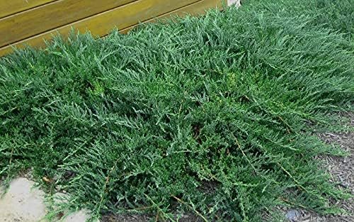 Juniper Blue Sargent | Live Gallon Size Plants | Juniperus Chinensis