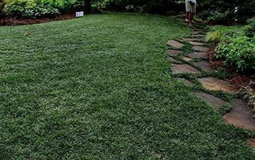 Dwarf Mondo Grass | Flat of Large 4 Inch Pots | Ophiopogon Japonicus Nanus | Live Evergreen Shade Loving Groundcover