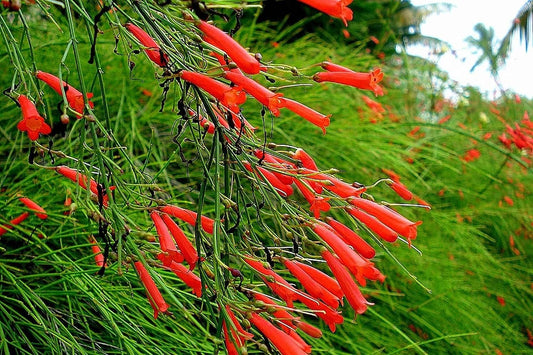 Firecracker Plant I Large Gallon Size Plants I Russelia Equisetiformis I Vibrant Red Tubular Flowers, Hummingbird Attracting, Heat-Tolerant, Perfect for Borders and Containers (1 Plant)