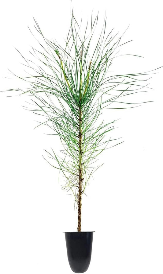 Virginia Pine | Live Trees | Scrub Spruce Pine | Pinus Virginiana