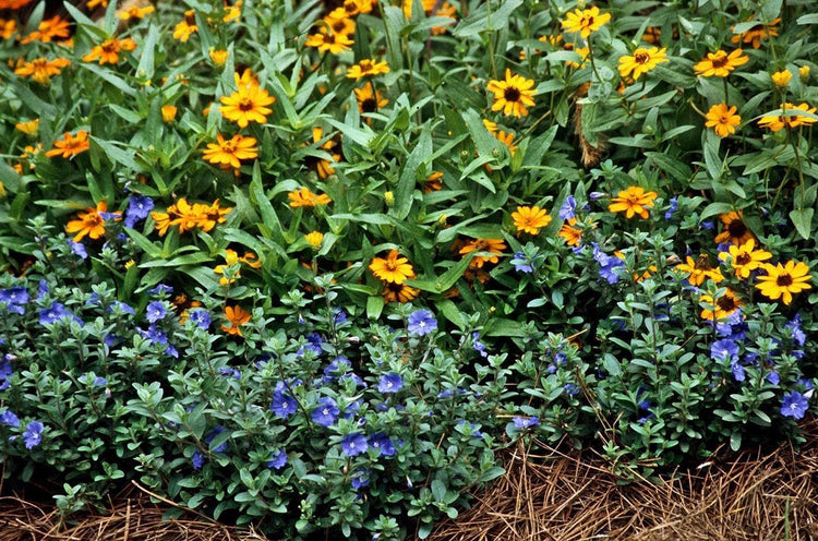 Blue Daze | Large Gallon Size Plants | Evolvulus Glomerata | Low Maintenance Drought Tolerant Blooming Groundcover