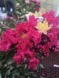 Crape Myrtle Double Feature I Extra Large 3 Gallon Plant I Red Flowering Dual Display of Red Blooms & Burgundy Foliage, Drought-Tolerant Live Tree