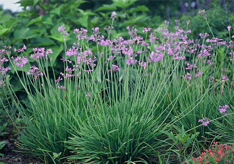 Society Garlic | Live Quart Size Pots | Tulbaghia Violacea