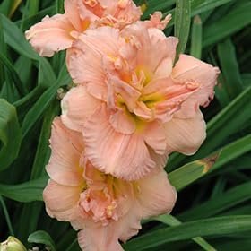 Daylily Siloam Double Classic I Live 3 Inch Pots I Hemerocallis I Peach Colored Flowers (03 Plants)