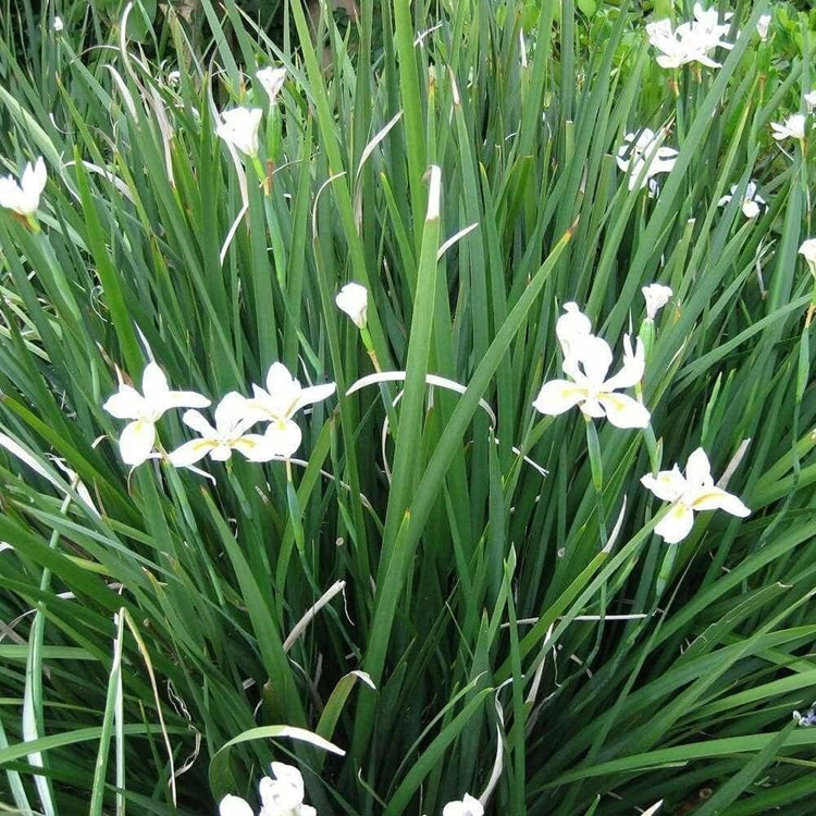 African Iris Yellow | Large Gallon Size Plants | Dietes Vegeta | Low Maintenance Drought Tolerant Groundcover Grass