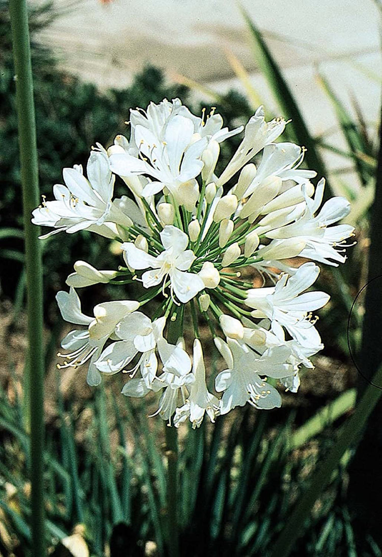 Agapanthus Getty White - Live Plants - Blooming Groundcover Grass