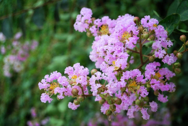 Crape Myrtle Muskogee | Extra Large 3 Gallon Plants | Lagerstroemia Indica | Beautiful Low Maintenance Lavender Blooming Tree