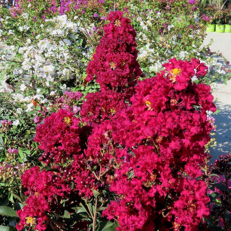 Crape Myrtle Dynamite Red | Live Plants | Vivid Red Blooms & Hardy Growth, Live Plant, Ornamental Shrub for Striking Garden Display (40 Plants)