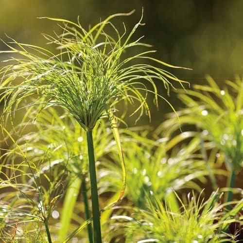 Nile Queen Papyrus | Live Plants | Cyperus Shade & Wet Tolerant Aquatic Foliage