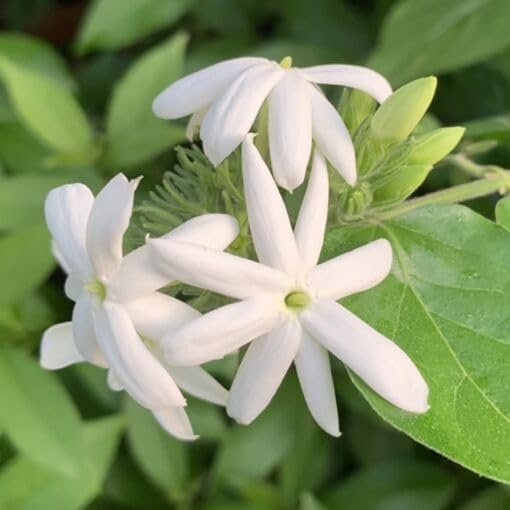 Downy Jasmine I Large Gallon Size Plants I Jasminum Multiflorum I Live White Pinwheel Flowers and Velvety Leaves, Ideal for Containers, Borders, and Landscape Accents (1 Plant)