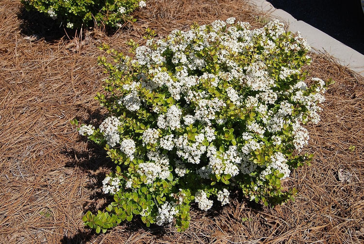 Viburnum Mrs. Schiller's Delight I Live Plants I Dwarf Obovatum I Evergreen Shrub with Fragrant White Blooms, Ideal for Hedges, Borders, and Ornamental Landscaping (40 Plants)