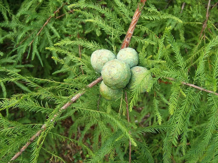 Bald Cypress | Live Trees | Taxodium Distichum | Fast Growing Shade Tree