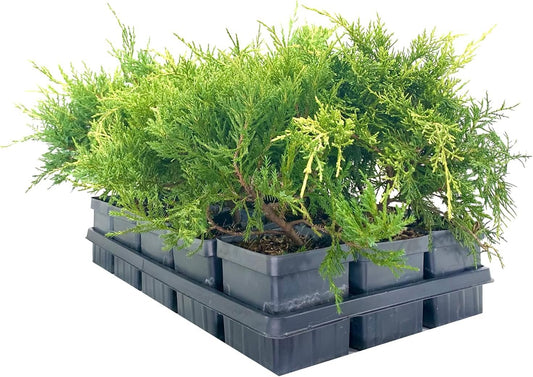 Gold Star Juniper | Live 4 Inch Pots | Juniperus Chinensis | Drought Tolerant Cold Hardy Evergreen Groundcover Plants