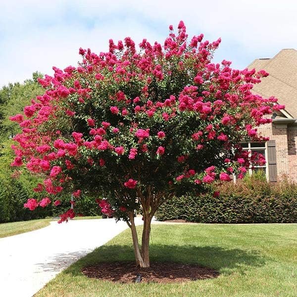 Crape Myrtle Pink Velour | Extra Large 3 Gallon Plants | Lush Magenta-Pink Blooms, Live Plant, Elegant Ornamental Shrub for Distinctive Garden Accents