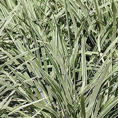 Aztec Grass | Live Quart Size Plants | Variegated Liriope