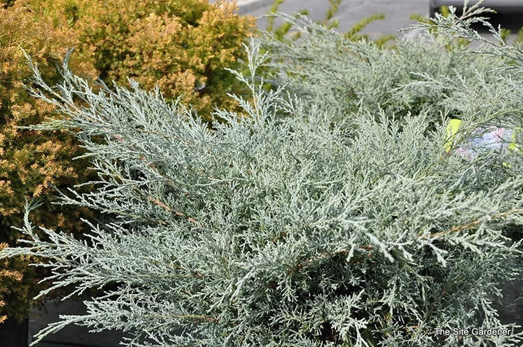 Juniper Angelica Blue - Live 4 Inch Pot - Juniperus Chinensis - Drought Tolerant Cold Hardy Evergreen Plants