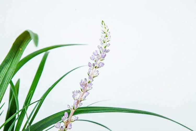 Super Blue Liriope Muscari | Large Gallon Size Plants | Drought Tolerant Ornamental Grass