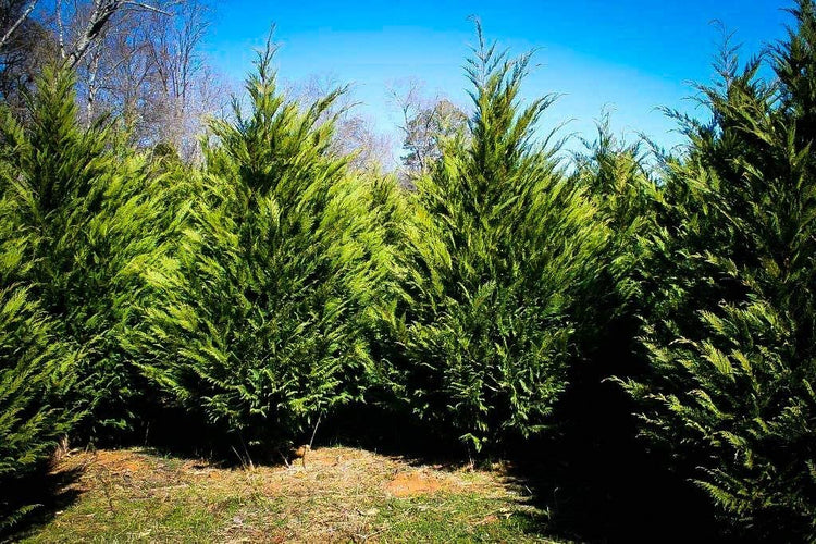 Murray Cypress Tree - Live Quart Size Trees - Cupressus x Leylandii - Upright Screening Evergreen Hedge Plant