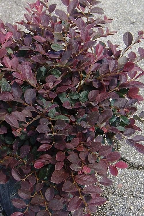 Loropetalum Ruby I Live Quart Size Plants I Chinese Fringe Flower I Vivid Red Leaves with Pink Blooms, Ideal for Hedges, Borders, and Decorative Plantings (1 Plant)