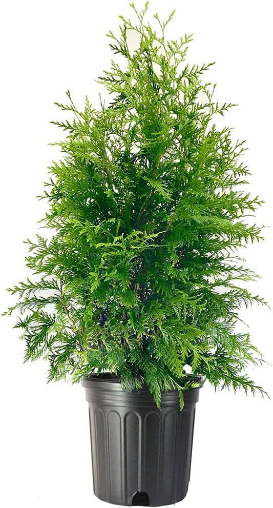 Green Giant Arborvitae | Large 3 Gallon Tree | Thuja Plicata | Live Evergreen Privacy Screening Plants