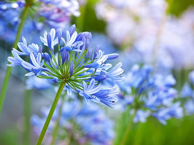 Agapanthus Africanus Lily of The Nile | Large Gallon Size Plants