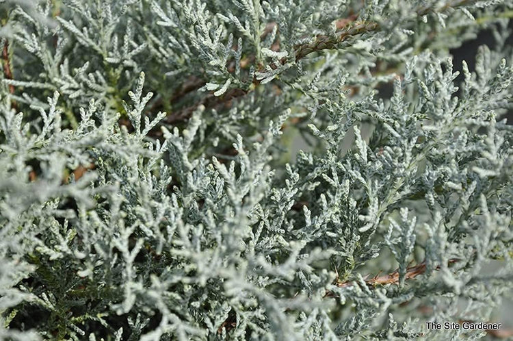 Juniper Angelica Blue - Live 4 Inch Pot - Juniperus Chinensis - Drought Tolerant Cold Hardy Evergreen Plants