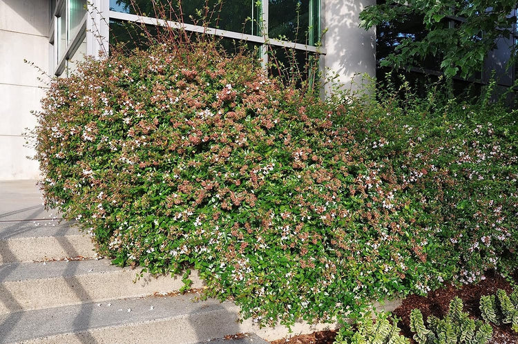 Abelia Grandiflora Edward Goucher | Large Gallon Size Plants