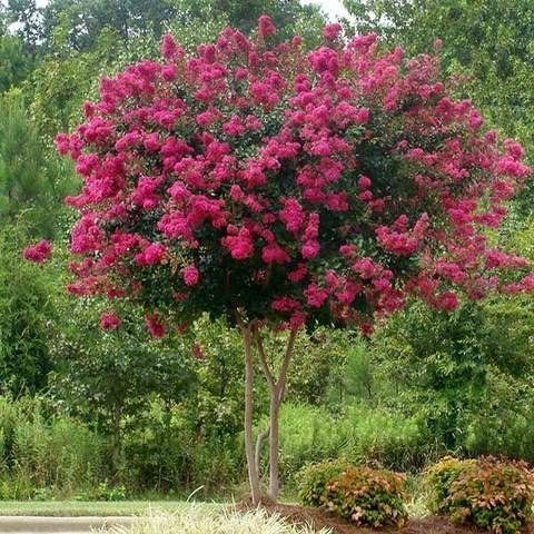 Crape Myrtle Pink Velour | Extra Large 3 Gallon Plants | Lush Magenta-Pink Blooms, Live Plant, Elegant Ornamental Shrub for Distinctive Garden Accents