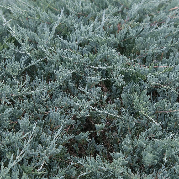 Juniper Blue Sargent - Live 4 Inch Pots - Juniperus Chinensis - Drought Tolerant Cold Hardy Evergreen Groundcover Plants