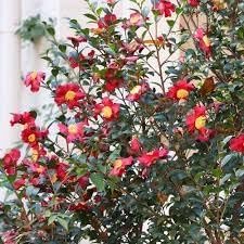 Camelia Sasanqua Yuletide I Extra Large 3 Gallon Plants I Red Flowering Bright Red Winter Blooms, Live Plant for Indoor & Outdoor Gardens (3 Plants)