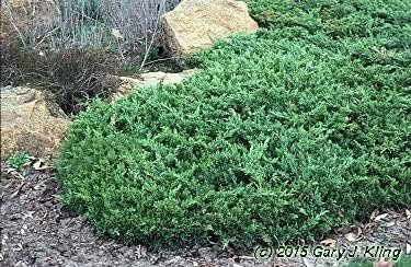 San Jose Juniper | Live Gallon Size Plant | Juniperus Chinensis | Bonsai Drought Tolerant Cold Hardy Evergreen Groundcover