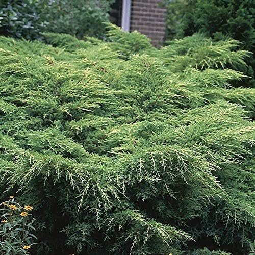 Premium Gold Star Juniper Shrub | Gallon Size Live Plants | Perfect for Landscaping, Low Maintenance Evergreen Plant, Ideal for Garden Decoration, Hardy Outdoor Plant (3 Plants)