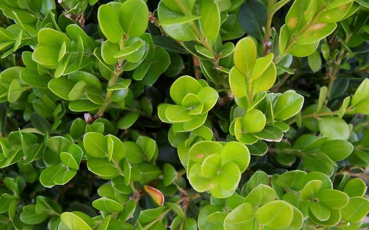 Wintergreen Boxwood | Large 3 Gallon Plants | Dense Evergreen Foliage, Cold-Hardy & Ideal for Year-Round Landscaping, Elegant Border & Hedge Plant, Live Shrub (1 Plant)