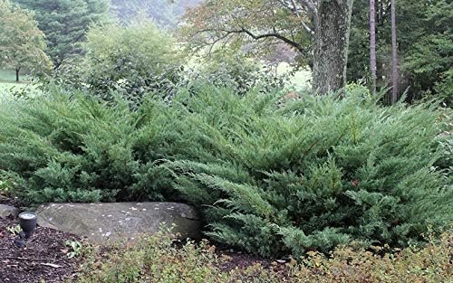 Juniper Nicks Compacta - Live Gallon Size Plant - Juniperus Chinensis - Drought Tolerant Cold Hardy Evergreen Groundcover