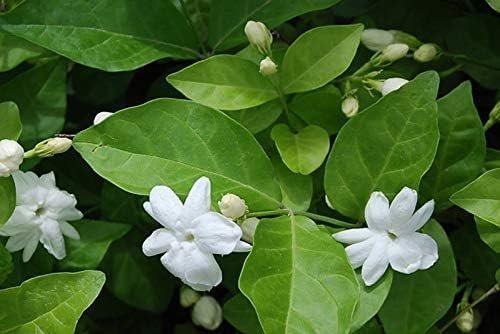 Sambac Jasmine Plant | Live Plants | Jasminum Sambac | Fragrant White Blooms | Ideal for Indoor & Outdoor Planting | Aromatic Addition to Gardens & Patios | Lush & Decorative Foliage