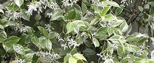 Confederate Jasmine Variegated - Live Plants - Trachelospermum Jasminoides Variegatum - Fragrant Blooming Evergreen Vine