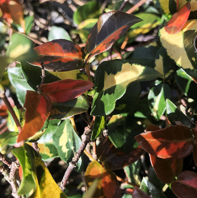 Summer Sunset Jasmine I Live 4 Inch Pots I Trachelospermum Asiaticum I Vibrant Orange-Red Blooms for Sunny Gardens, Easy-to-Grow, Drought-Resistant, Ideal for Patios and Landscaping