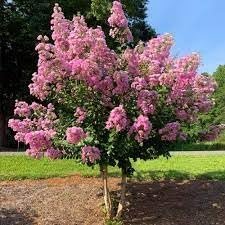 Crape Myrtle Hopi Rose Pink | Extra Large 3 Gallon Plants | Soft Rose-Pink Blossoms, Live Plant, Ornamental Shrub for Tranquil Garden Settings