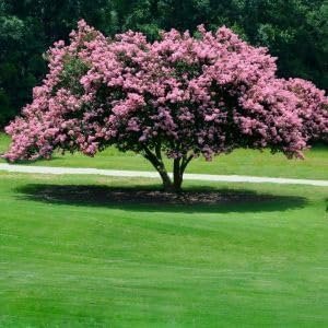 Crape Myrtle Rhapsody in Pink | Extra Large 3 Gallon Plants | Soft Pink Blooms, Live Plant, Elegant Ornamental Shrub for Graceful Garden Displays