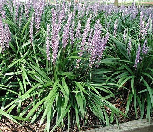 Emerald Goddess Liriope Muscari | Live Plants | Drought Tolerant