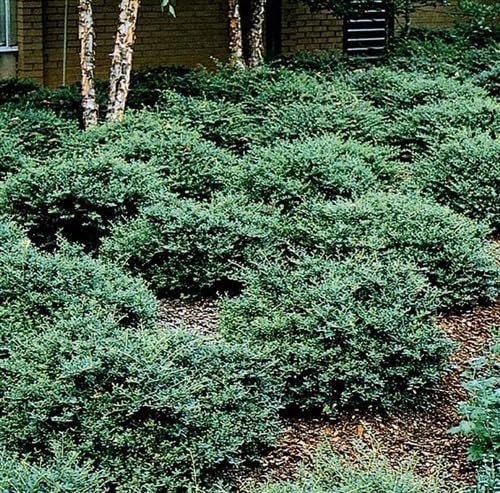 Helleri Holly Shrub | Live Plants I Ilex Cornutal | Compact Evergreen Ideal for Low Borders, Formal Gardens and Ornamental Plantings, Dense, Small Leaves for Refined Look (20 Plants)